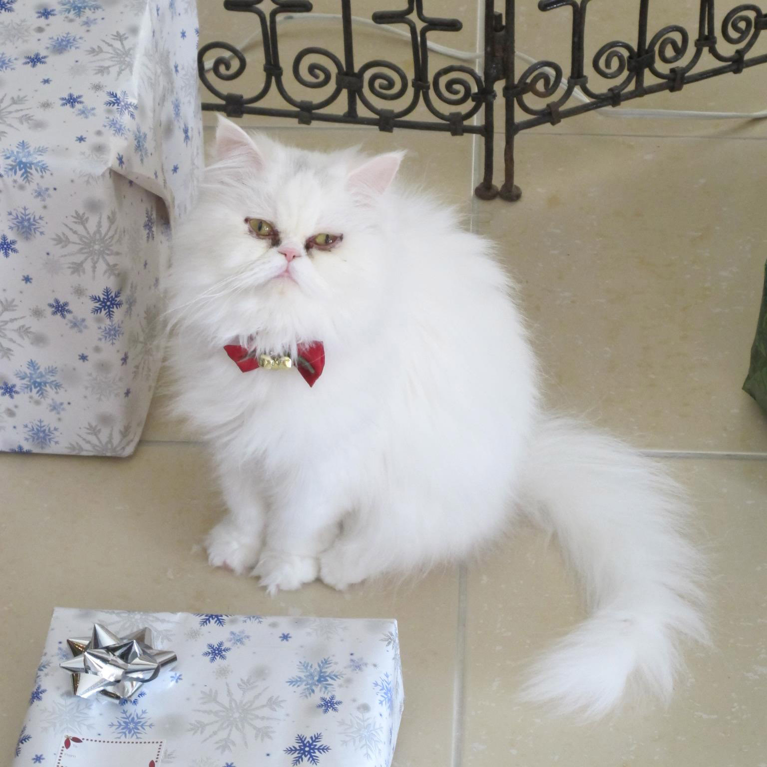 Marina - Kæledyrs-Tilfredshedstilsynsførende at MyPeterinarian Copenhagen